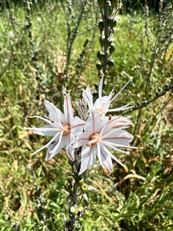 Fleur d'asphodèle