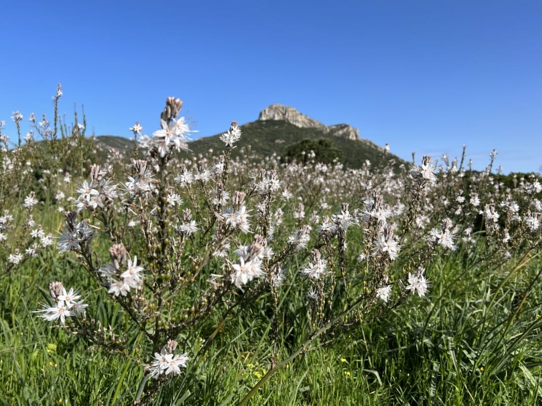 12 Piante Tipiche Della Sardegna, Tra Poesia E Fotografia - YepSea