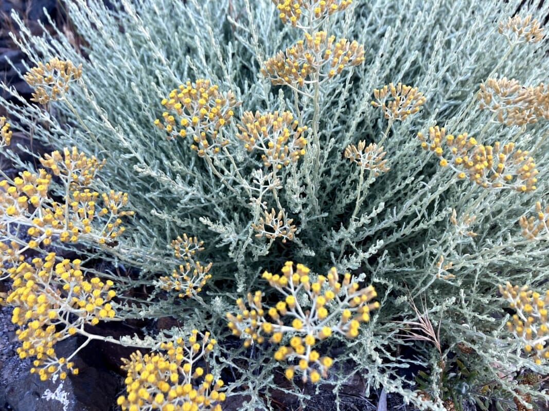 Helichrysum-Blüten
