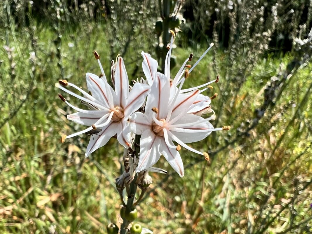 Fleurs d'asphodèle