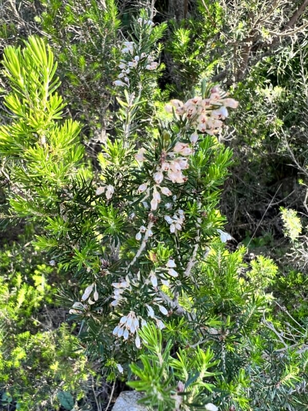 Leaves And Flowers Of Heather