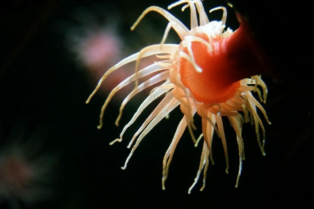 Sea Daisy, Flower Shaped Animals
