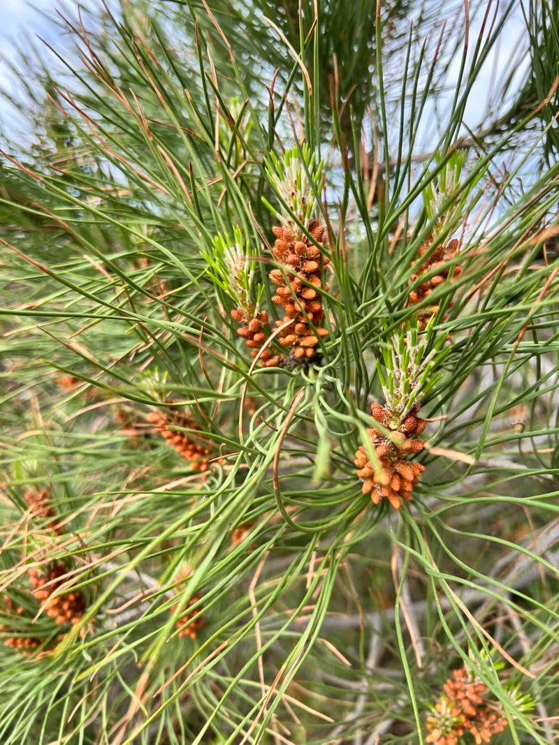 Home Pine And Pine Nuts