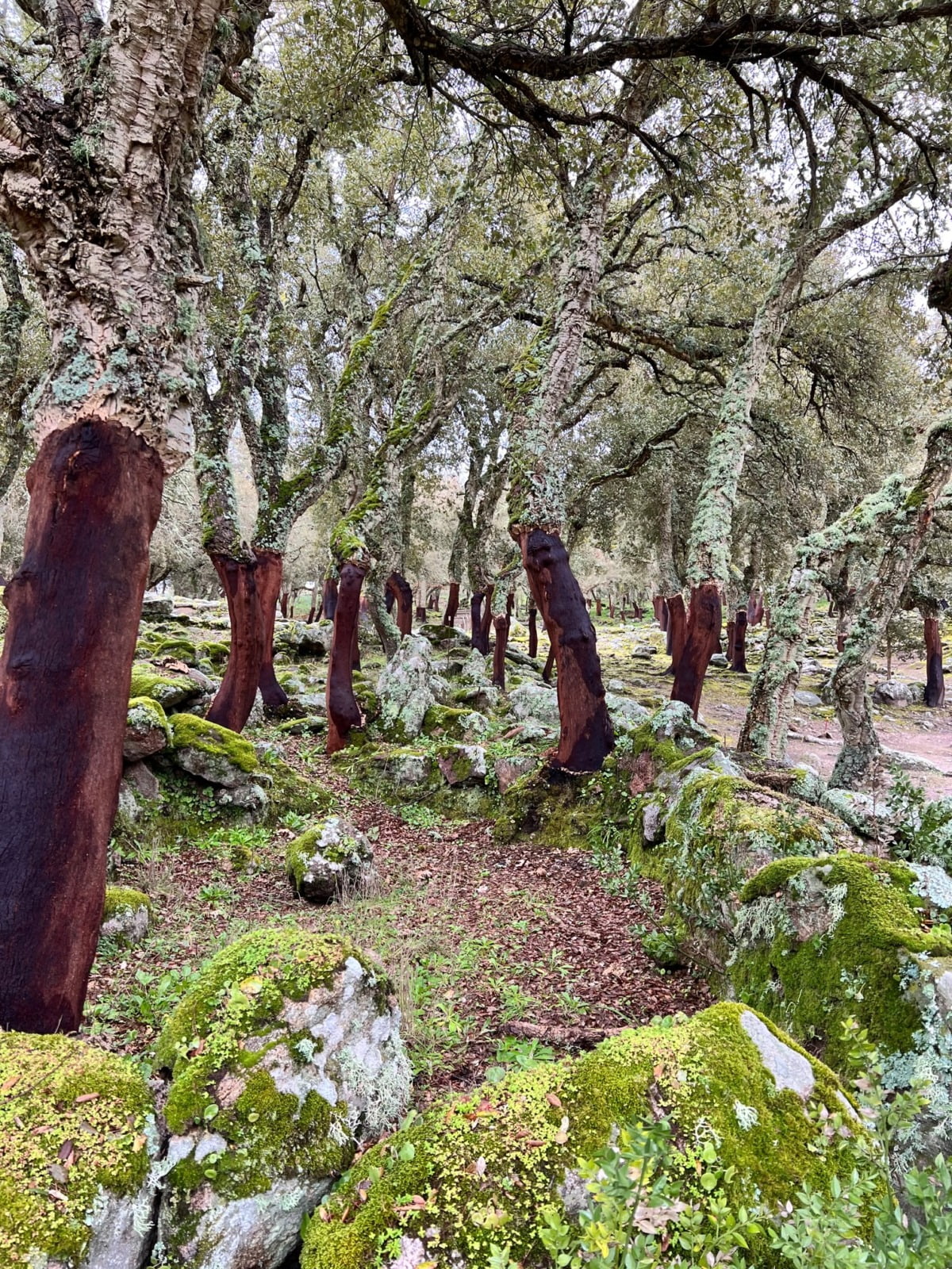 Chênes forestiers de Romanzesu Chênes-lièges