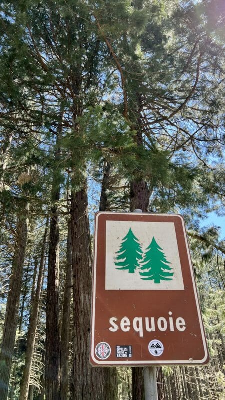 Sequoias Cerdeña Vallicciola Monte Limbara