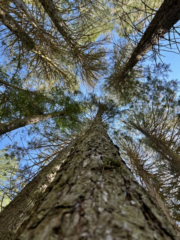 Sequoias Vallicciola Monte Limbara Sardinien