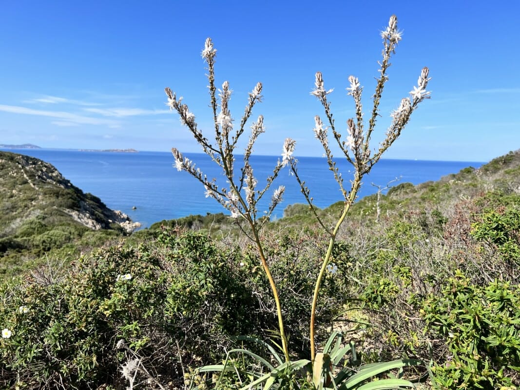 Asphodel Stems With Sea View Flowers