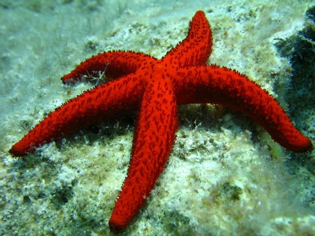 Estrellas de mar, animales con formas extrañas